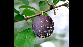 Maladies de l’arbre de prunier [upl. by Hersh]