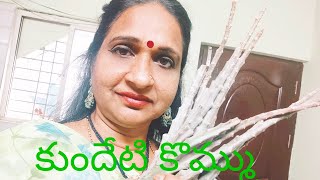 ఆరోగ్యగని ఈ కుందేటి కొమ్ము kundetikommu usescaralluma [upl. by Dara]