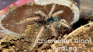 Megaphobema Robustum Tarantula [upl. by Abagael]