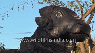 The statue of Nandi Shivas bull in Karnataka [upl. by Powel516]