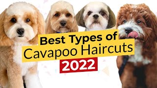 Best Types of Cavapoo Haircuts 🐶 Summer Cut 🐶 Teddy Bear 🐶 Puppy 🐶 Lamb 🐶 Shih Tzu 🔴 2022 🔴 [upl. by Aicak]