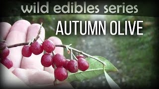 Autumn Olive  Wild Edibles Series [upl. by Haelam]