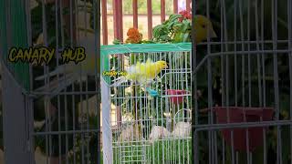 Canary singing birds sounds at its best  Melodies canary bird song bird canary shorts [upl. by Nesrac181]