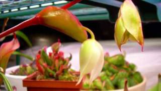 My Heliamphora [upl. by Nueoht]