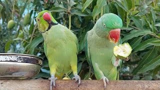 parrot voice parrot taking parrot sound parrot music [upl. by Ahsimat315]