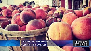 Colorados Comeback Palisade Peach Festival Returns This August [upl. by Diamond]