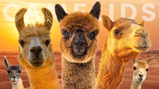 All 7 Camelid Species amp The Legendary Silk Road [upl. by Otxis]