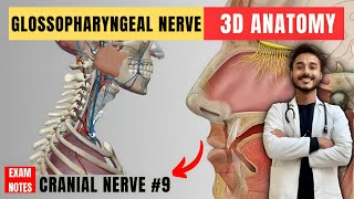 glossopharyngeal nerve anatomy  9th facial nerve anatomy  cranial nerve anatomy  maxillary nerve [upl. by Estella314]