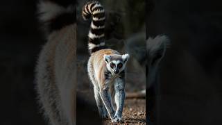 5 Mind Blowing Ring Tailed Lemur Facts RingTailedLemur LemurFacts wildlifefacts madagascar [upl. by Ettenahs]