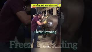 How To Give Freeze Branding To Animals shortvideotrendingviralviralvideoshortsytytshortstop [upl. by Naek]