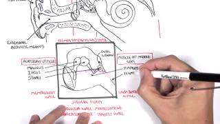 Anatomy  Ear Overview [upl. by Anehc]