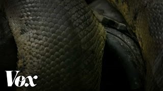 Discoverys quotEaten Alivequot factchecked by an actual snake scientist [upl. by Leigh319]