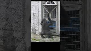 single bar pullup little Gorilla Jabali 3y10m old。 Taipei Zoo 呷百二 shorts 台北市立動物園。單桿引體向上 [upl. by Sneve]