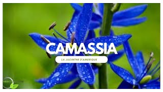 Camassia un bulbe de fin de printemps à découvrir [upl. by Raouf]