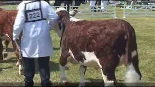 Hereford Judging at the Great Yorkshire Show 2013 [upl. by Nevs]