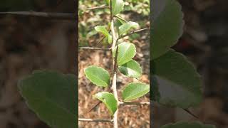 🌹⁴☆ Malpighiales •³⁷ Salicaceae  ¹ Great Hedge of India ▪︎ Flacourtia indica Governors Plum [upl. by Doowrehs951]