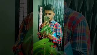 Grow indoor air purifying plants for free  syngonium  फ्री पौधे 🌿 shorts viral gardening chor [upl. by Ytima]