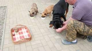 Französische Bulldoggen Erziehung bei der Fütterung [upl. by Finley]