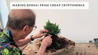 Making Bonsai from Cryptomeria Nursery Plants [upl. by Netsriik]