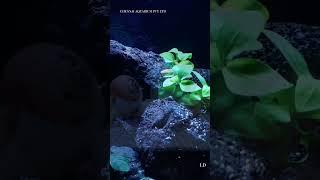 SHELL DWELLER TANK SETUP freshwatertank africancichlid fish africanfish shelldweller [upl. by Gnat]