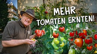 8 Tipps für eine bessere Tomaten Anzucht amp Ernte 🍅  Richtige Aussaat Pflanzung amp Pflege [upl. by Akkeber]