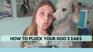 HOW TO PLUCK YOUR DOGS EARS  AT HOME AND EASILY [upl. by Nobell134]