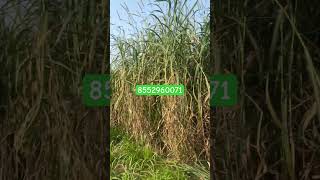 Tailand Napier grass sabse best grass call 8552960071 [upl. by Nnyleuqaj]