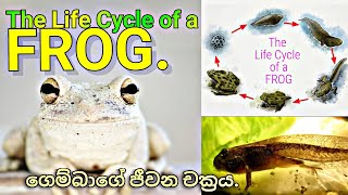 The life cycle of a Frog  ගෙම්බාගේ ජීවන චක්‍රය [upl. by Friedlander]