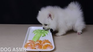 ASMR Dog Eating Cucumber No Talking  Cute Pomeranian Puppy  MR DOG ASMR [upl. by Auqkinahs]