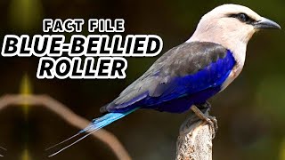 Blue Bellied Roller Facts a ROLLING Bird  Animal Fact Files [upl. by Koo627]