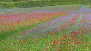 CASTELLUCCIO DI NORCIA  LA FIORITURA  The Flowering  HD [upl. by Osher]