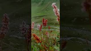 Darjeeling Red  Persicaria Affinis  Ratti Gali  Neelum Valley  Azad Kashmir [upl. by Leor]