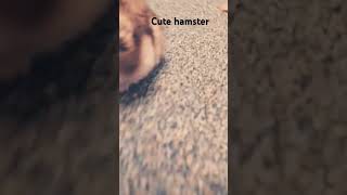 Cute hamster fypage fypyoutube hamsters hamsterbabies [upl. by Feucht]