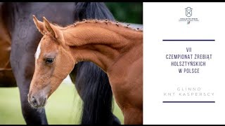 LIVE 🔴 🐎 VII CZEMPIONAT ŹREBIĄT HOLSZTYŃSKICH W POLSCE  GLINNO  KNT KASPERSCY 17072024 [upl. by Ynattyrb551]