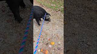 Part 3 of the piggy adventure farmanimals babyanimal trending farmlife trending farm [upl. by Ahsetel]