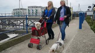 Brighton Fox Terrier Frolics Walk 23rd October 2021 [upl. by Gonnella636]