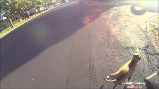 Pitbull Dog Chases Cyclist [upl. by Vanni]