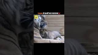 amazingfacts factsinhindi tiger animals [upl. by Goody]