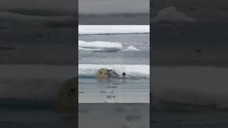 Polar Bears Stealty Ambush on a Seal From BBC Earth wildlife animals [upl. by Radborne]