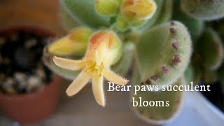 First time my Cotyledon tomentosa  bears paws  succulent in beautiful blooms [upl. by Innig424]