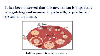 Follicular Atresia Video No 492 [upl. by Ellinad223]