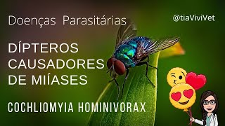 DÍPTEROS CAUSADORES DE MIÍASE  COCHLIOMYIA HOMINIVORAX [upl. by Johny681]