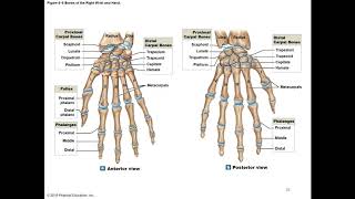 Chapter 8 Appendicular Skeleton [upl. by Oxford299]