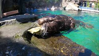 Sea Otter Eating Makes Crunchy Sounds With Clams Oysters Mussels [upl. by Nnawaj]