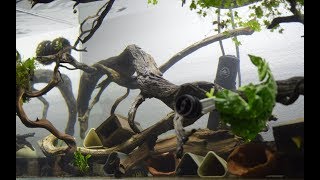 The Driftwood Maze Pleco Tank 4K [upl. by Angelle]