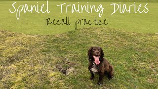 Gundog Training  Recall Practice [upl. by Nylevol]