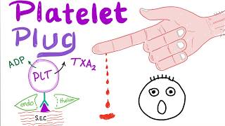 Platelet Plug  Primary Hemostasis  Platelet Adhesion amp Aggregation  How The Clot Forms [upl. by Amadas]