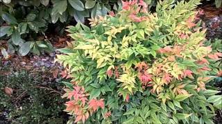 Mrs Fine Fettles Plant Picks Nandina domestica [upl. by Adnilrem]