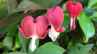 How to Plant and Grow The Bleeding Heart Plant  Lamprocapnos spectabilis Dicentra spectabilis [upl. by Nets]