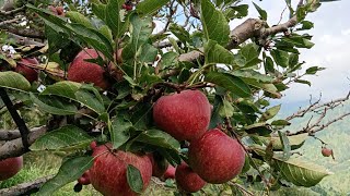 Apple season 🍎2024 apple season in Kotkhai [upl. by Arek]